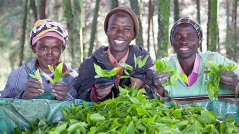 fair trade gostream|Stream now – “Farmers” Documentary is now available.